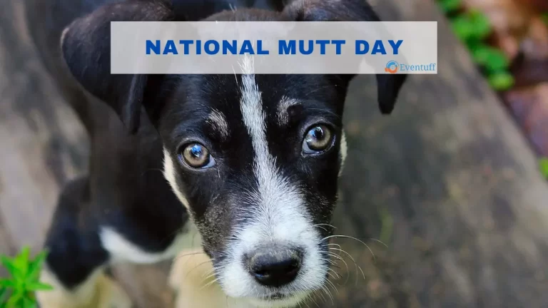 National Mutt Day – December 2 and July 31