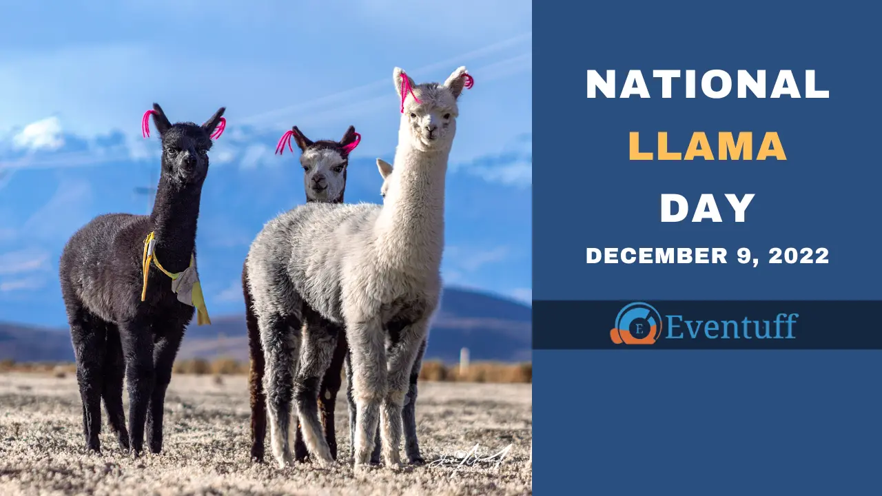 National Llama Day
